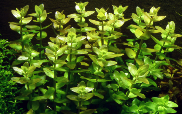 Bacopa caroliniana - Großes Fettblatt 1-2-Grow!